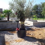 Aménagement de jardinets  pour  implanter un olivier et un palmier pour se croire dans le sud 